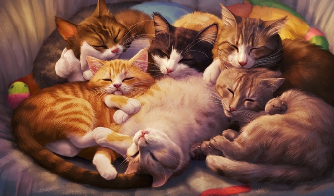 Ask Expert Pet Psychics: Does My Cat Love Me?