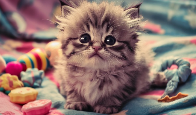 Ask Expert Pet Psychics: Does My Cat Love Me?