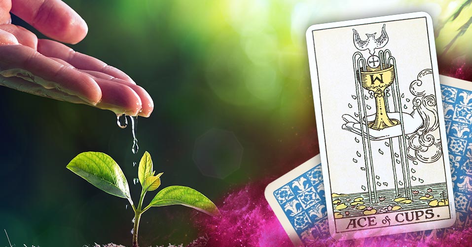  The Ace of Cups Tarot Card